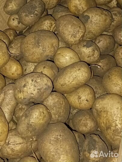 Продам картофель