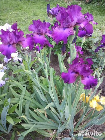 Ирисы