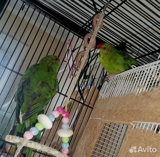 Новозеландский прыгающий попугай (какарик)