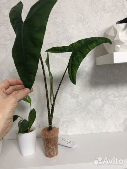 Алаказия тигрина зебрина суперба