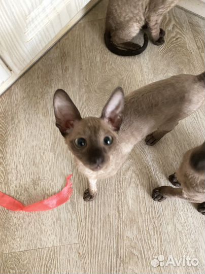 Котята корниш-рекс, кошечки,3 мес