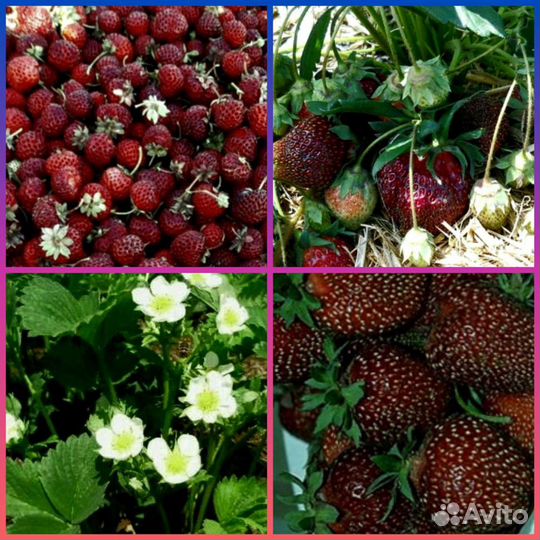 Рассада клубники Чёрный Принц