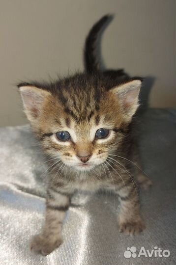 Отдам в хорошие руки бесплатно