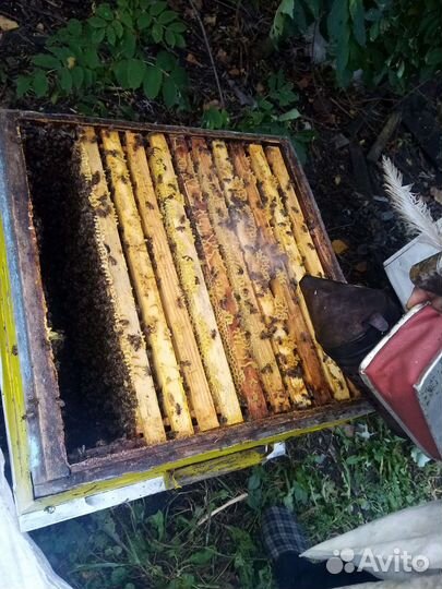 Продам мед