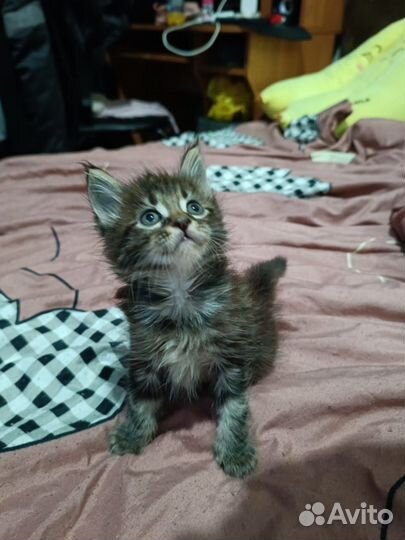 Продам котят майкуна на фото мама папа и 2 котëнк