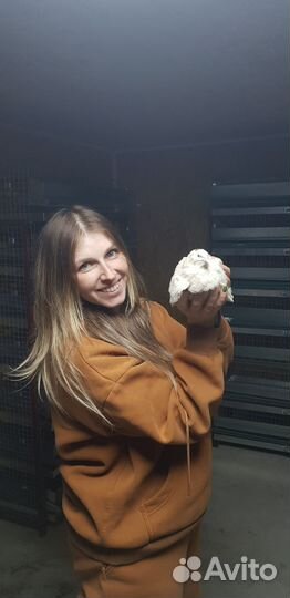 Яйца перепелиные