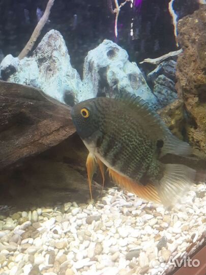 Рыба Северум и Попугай