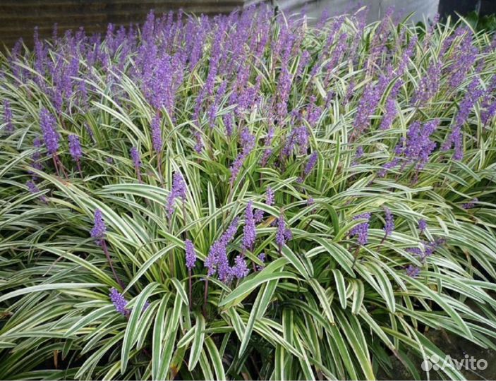 Лириопе muscаri Variegatа