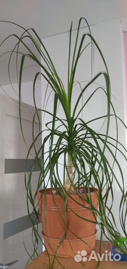 Бокарнея/нолина и другие растения