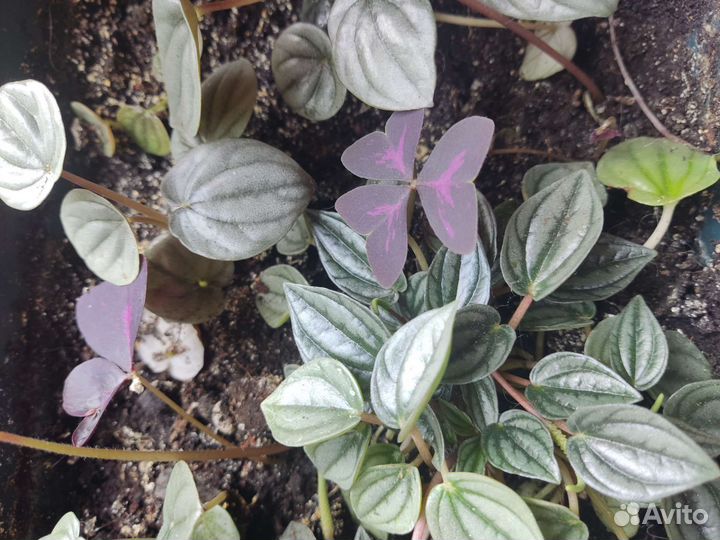 Пеперомия цена за все