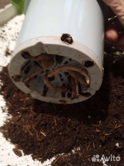 Стрелиция Королевская, Пальма Хамедорея