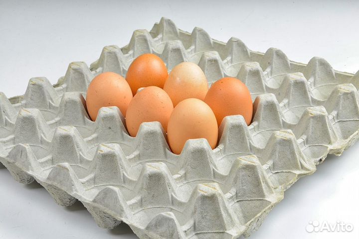 Ячейки для яиц