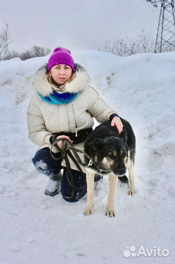 Собаке нужен дом