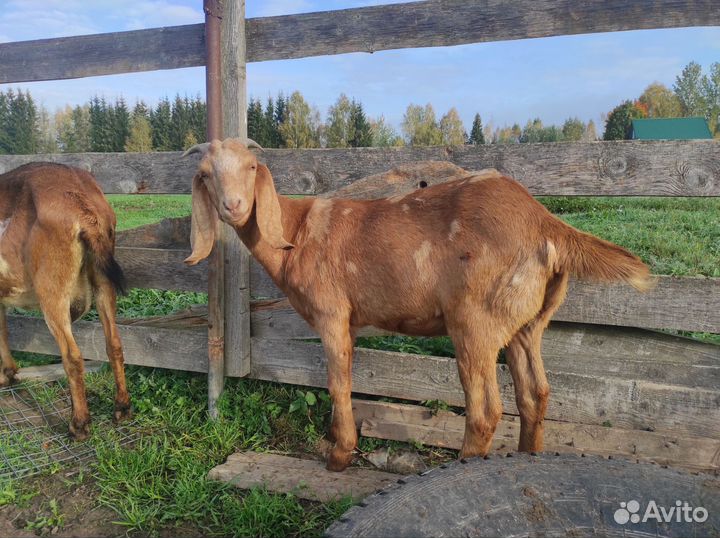 Козочки нуб-камори