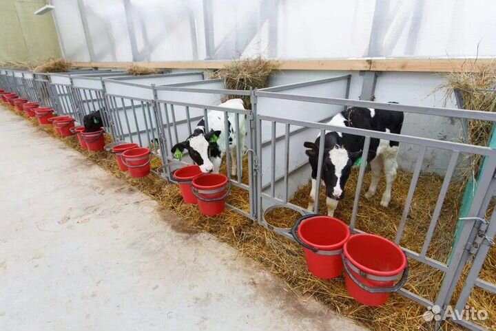 Бычки и телята