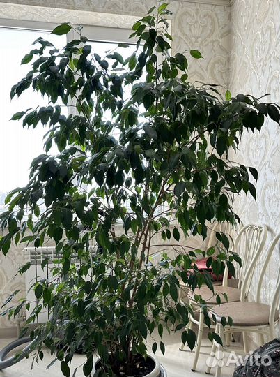 Фикус бенджамина