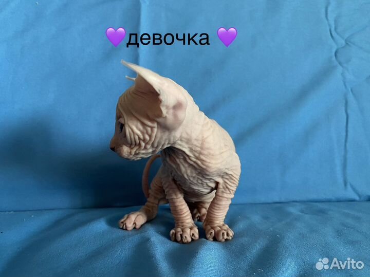 Канадский сфинкс