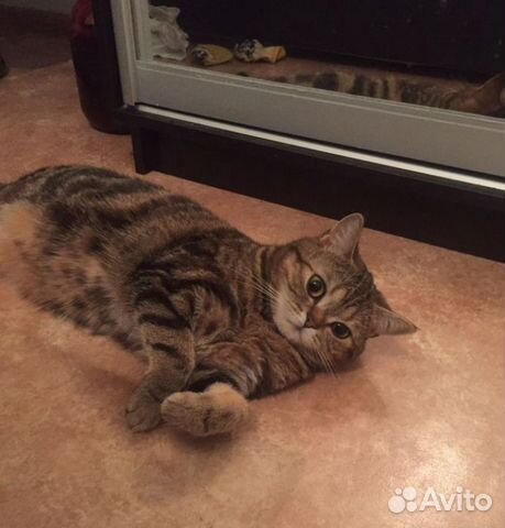 Шотландская прямоухая кошка