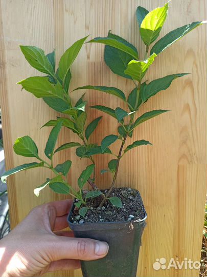 Гортензия метельчатая Фантом