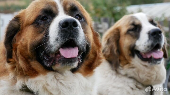 Щенки московской сторожевой