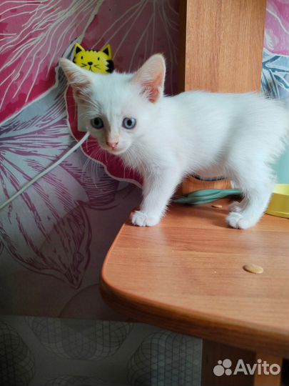 Малыш с голубыми глазами ждет лучших хозяев