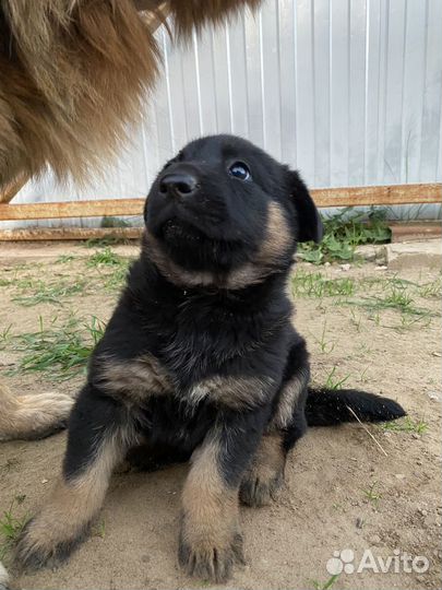 Щенки
