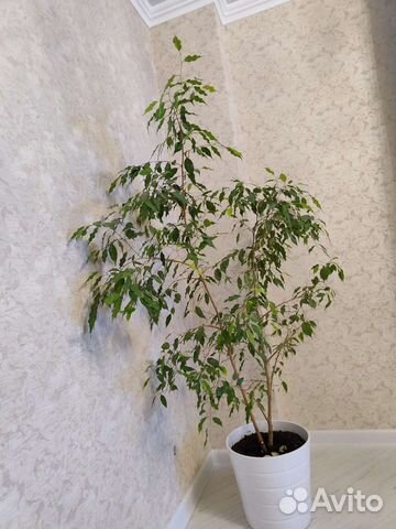 Фикус бенджамина