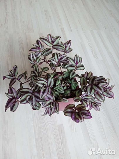 Традесканция зебрина