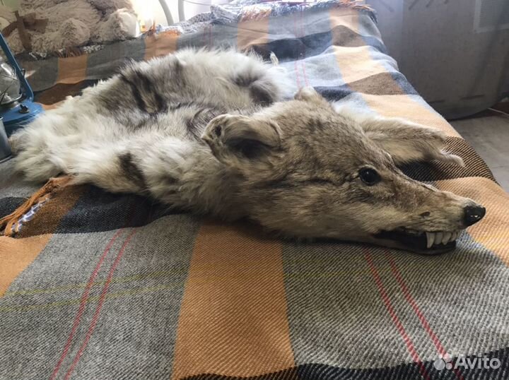 Продам шкуру волка