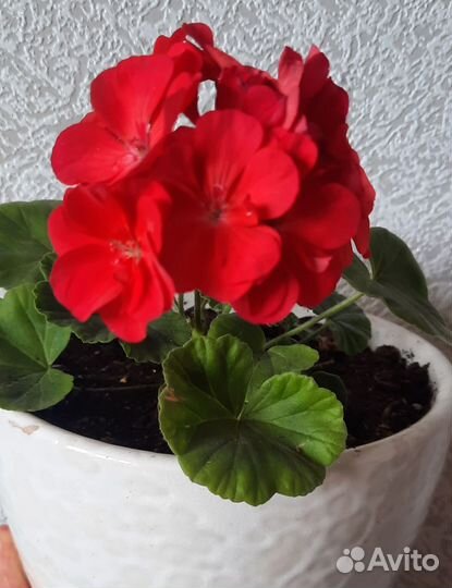 Пеларгония