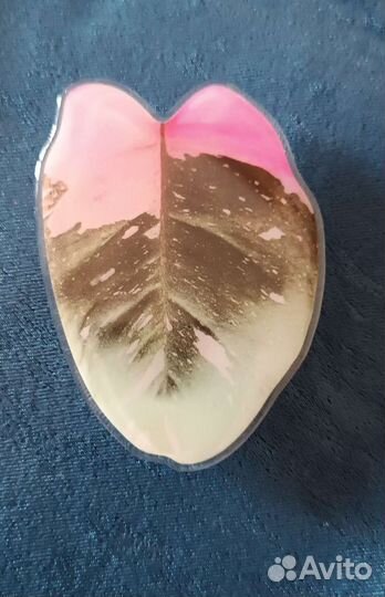 Держатель для телефона попсокет Филодендрон