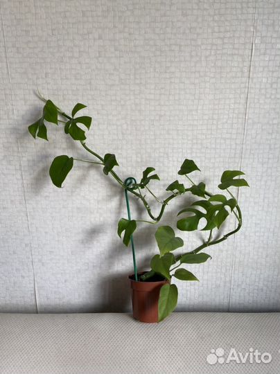 Рафидофора тетрасперма