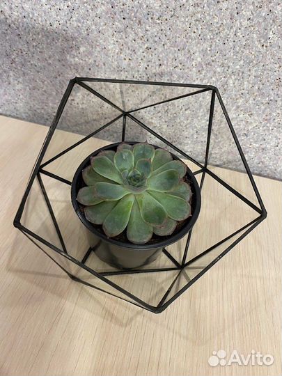 Формы для флорариума