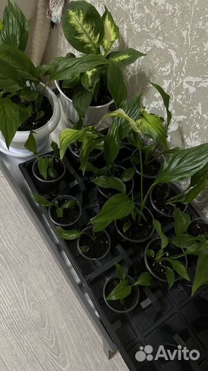 Спатифиллум Женское счастье