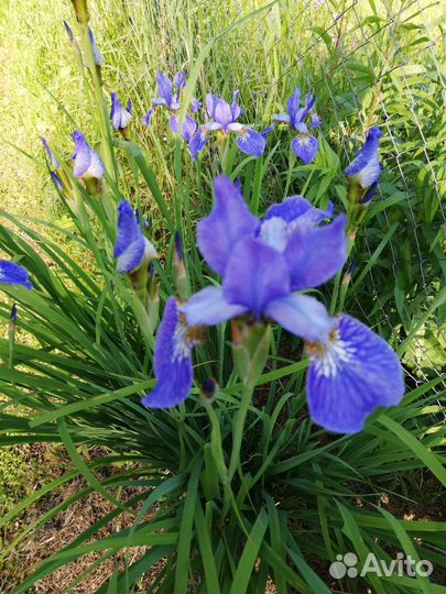 Ирис сибирский