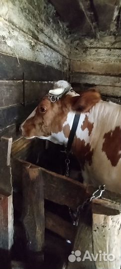 Продам тёлку