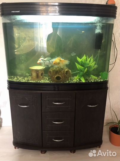 Аквариумные рыбки