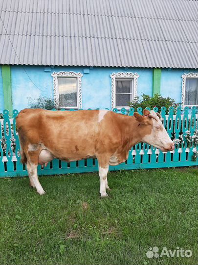 Продам корову