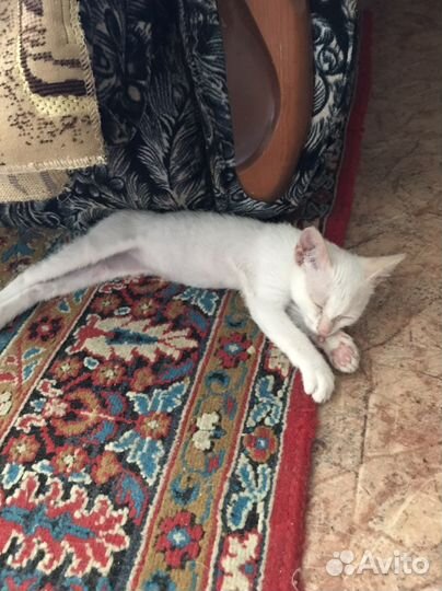 Котик сиамский