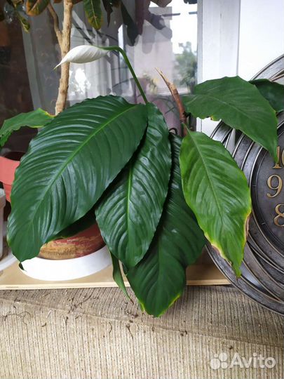 Спатифиллум