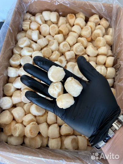 Морской гребешок