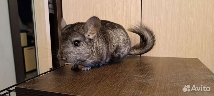 Шиншилла мальчик