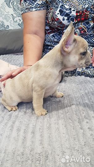 Щенки Французского бульдога