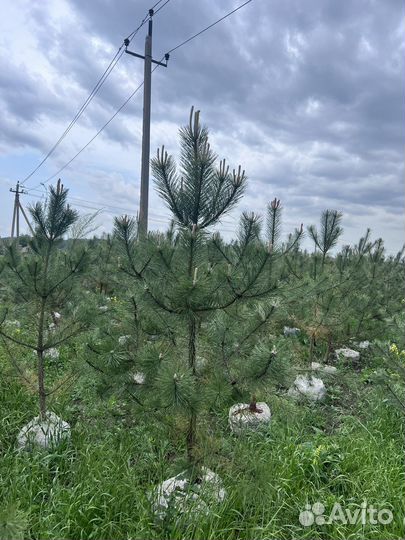 Сосна крымская