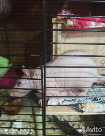 Крысы дамбо девочки, и сфинкс