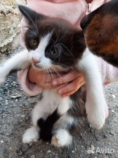 Котята в добрые руки бесплатно