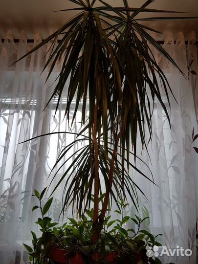 Продается домашний цветок