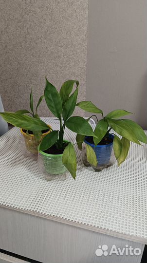 Спатифиллум детки