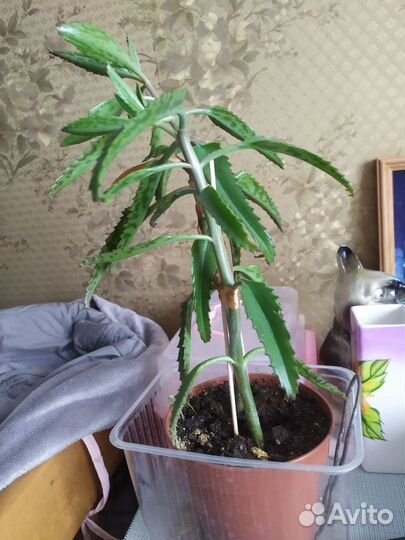 Каланхоэ дегремона