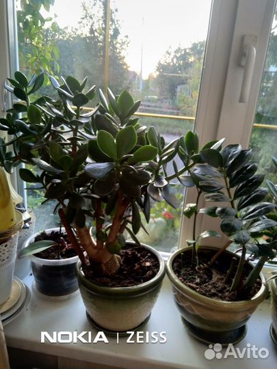 Комнатные цветы